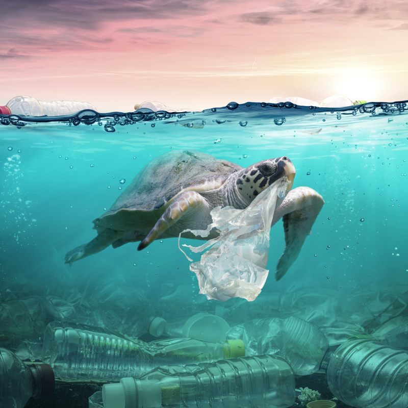 Springbond image 3 2