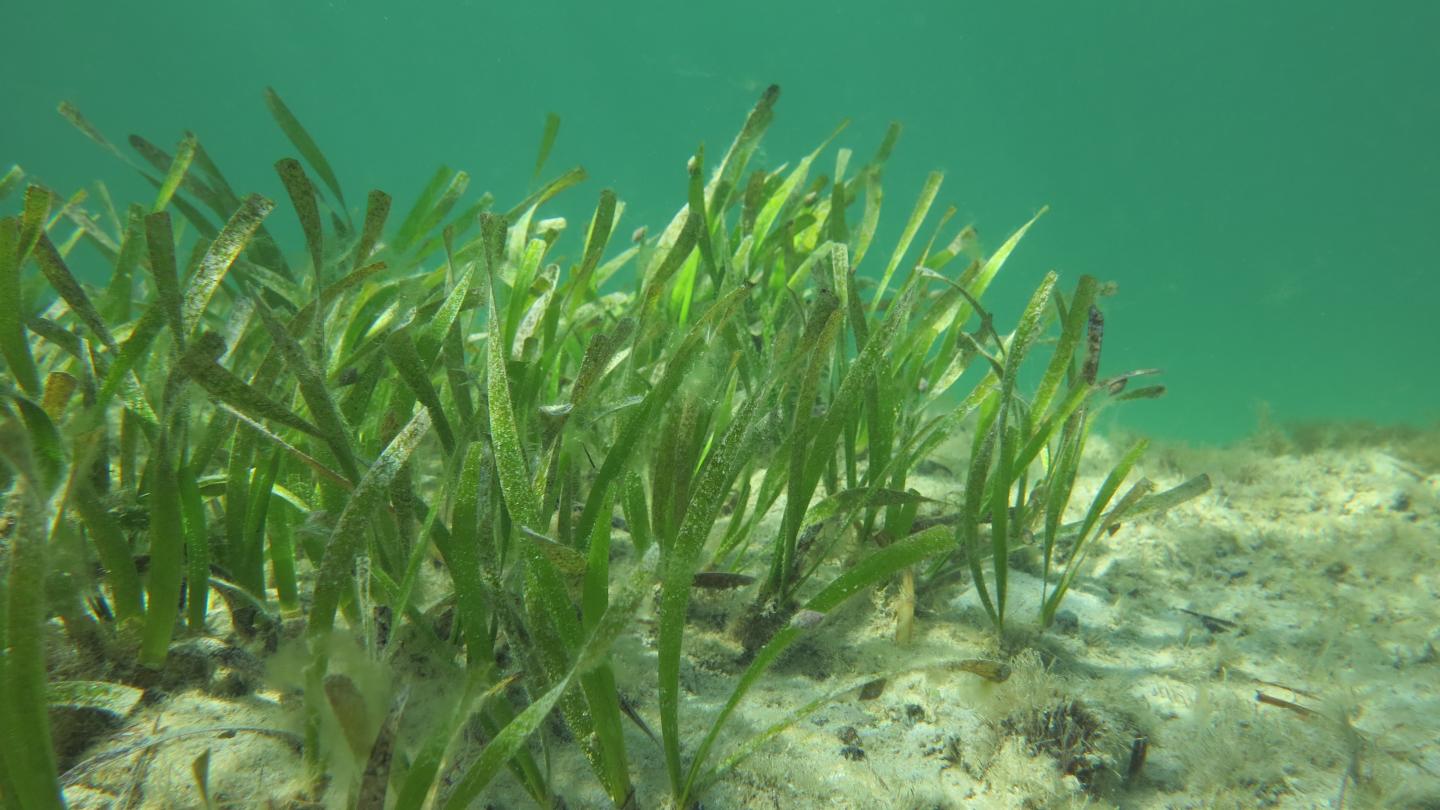 Atmospheric New study sparks fresh call for seagrass preservation